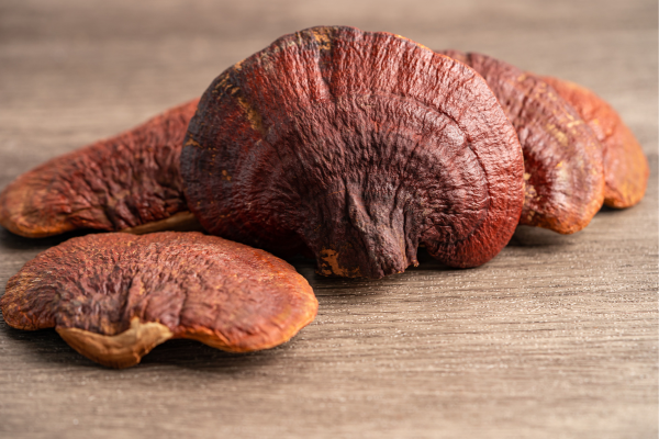Funghi medicinali: ecco a cosa servono