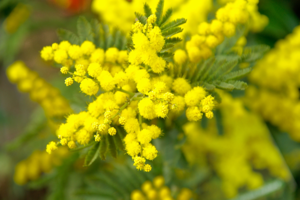 Festa della Donna, non solo torta mimosa
