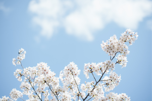 La vignarola, un piatto che sa di primavera