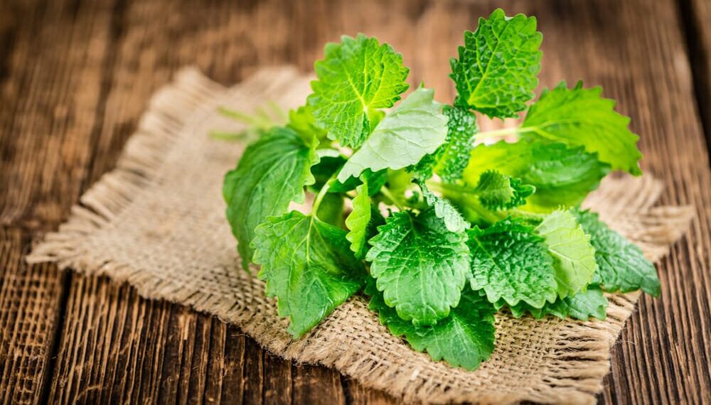 Camomilla per dormire? No, meglio la melissa