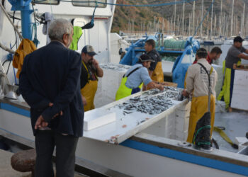 La colatura di alici, solo made in Cetara