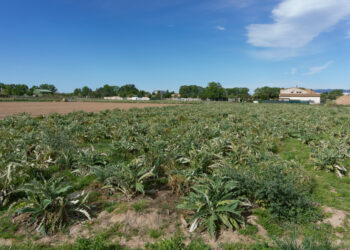 Sagra del carciofo 2023 a Prezza