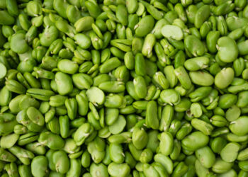 Pasta con le fave, pancetta e pecorino