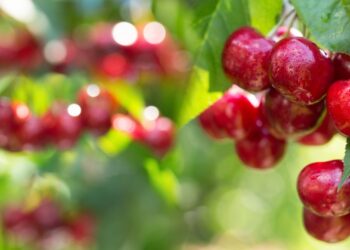 Festa della ciliegia a Campoli del Monte Taburno