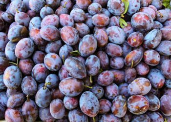 Susine, una cassaforte di sali minerali