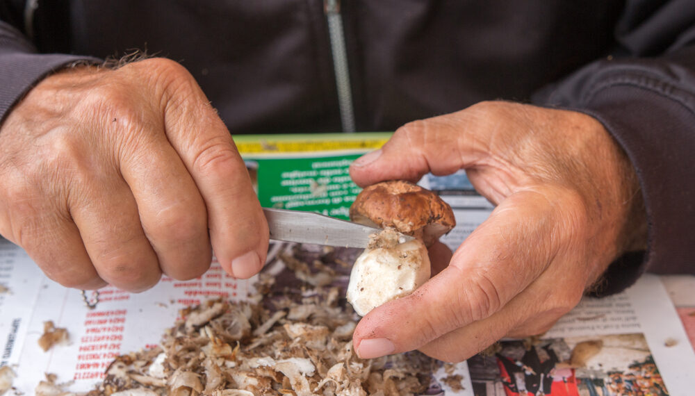 Come si puliscono i funghi? No all’acqua!