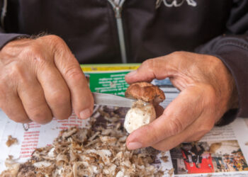 Come si puliscono i funghi? No all’acqua!