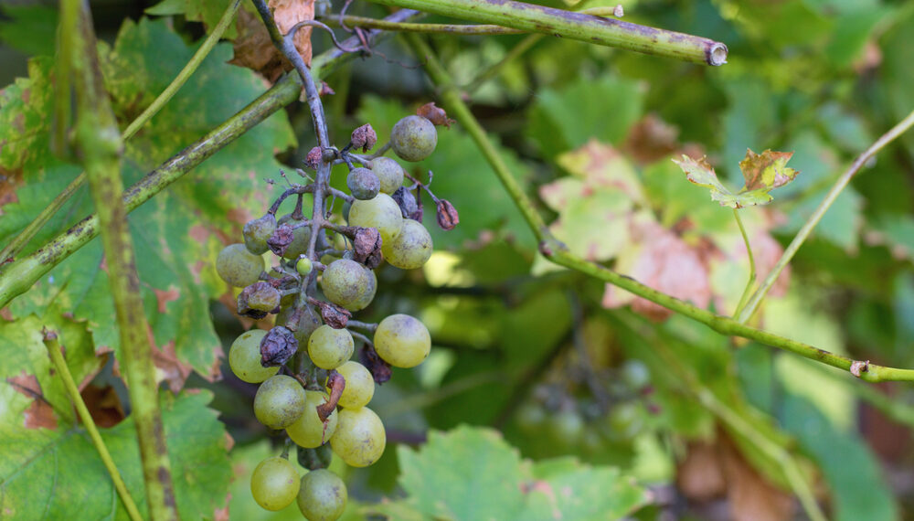 La peronospora sta danneggiando i vitigni italiani