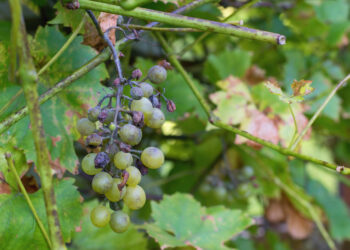 La peronospora sta danneggiando i vitigni italiani
