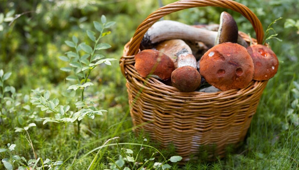 Secondo week and per la Festa del Fungo Porcino a Montoro