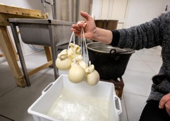 Il caciocavallo di podolica protagonista nel Beneventano