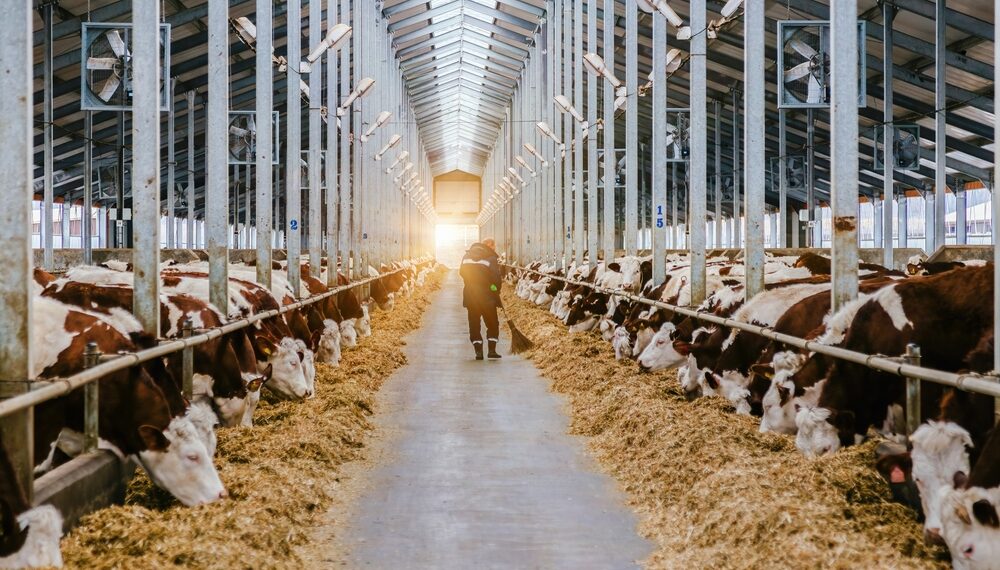 Coldiretti, annata nera per produzione di latte e agricoltura