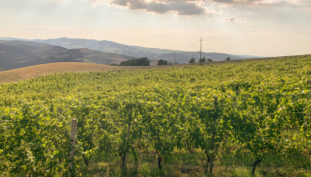 Il Valtidone Wine Fest si svolge nella bellissima Val Tidone