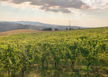 Il Valtidone Wine Fest si svolge nella bellissima Val Tidone