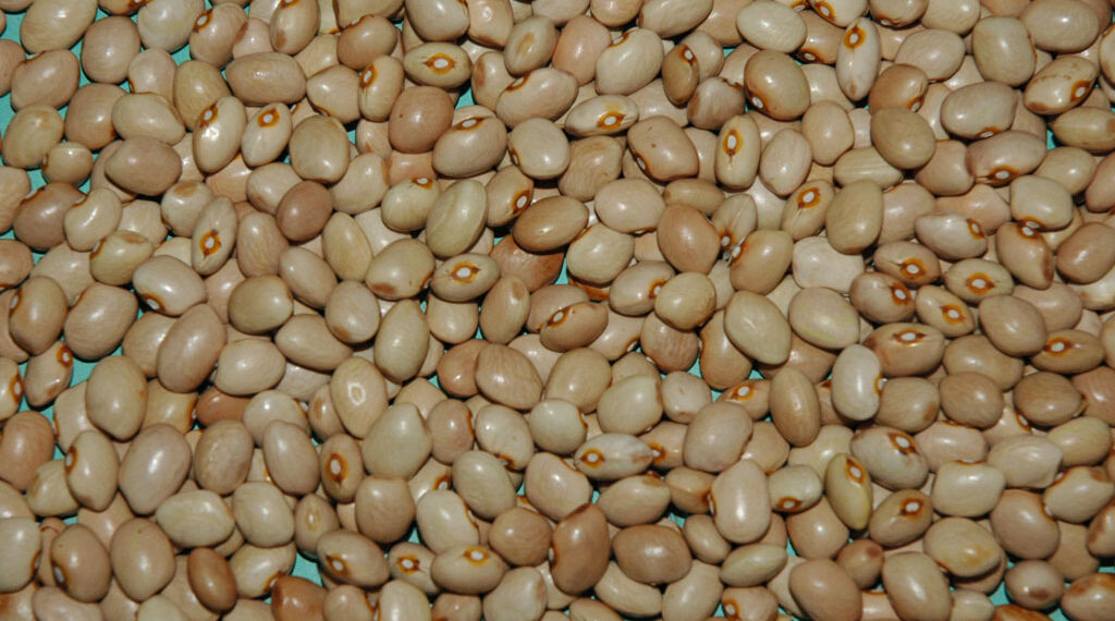 Fagiolo della Regina, dal gusto delicato: sagra a San Lupo