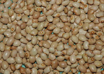 Fagiolo della Regina, dal gusto delicato: sagra a San Lupo