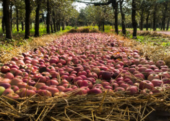 Mela annurca di Maddaloni, la regina della cucina