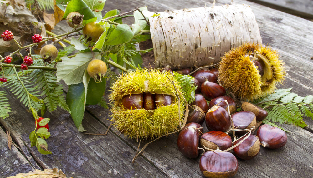 Castagna del Vulture nel registro PAT: la richiesta dei coltivatori