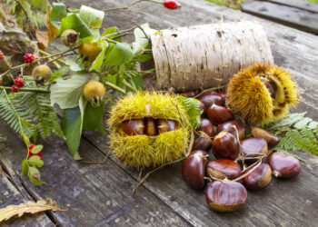 Castagna del Vulture nel registro PAT: la richiesta dei coltivatori