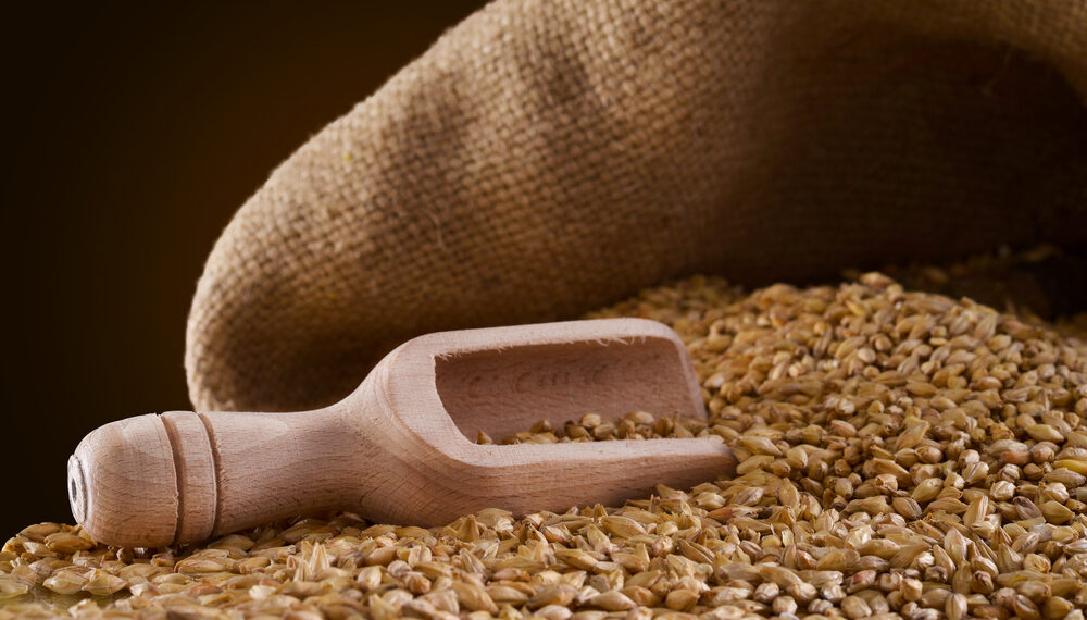 Il grano marzellina si coltiva sull'Appennino campano