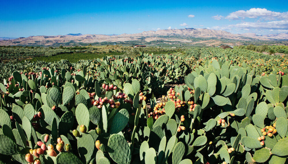 Fichi d’india, quelli più piccoli hanno più vitamina C e zuccheri