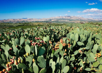 Fichi d’india, quelli più piccoli hanno più vitamina C e zuccheri