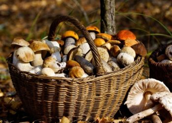 Come evitare che i funghi diventino neri