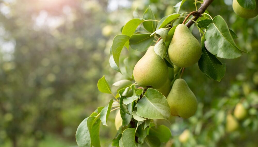 La ‘pera nobile’ è un'eccellenza Slow Food
