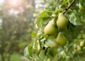 La ‘pera nobile’ è un'eccellenza Slow Food