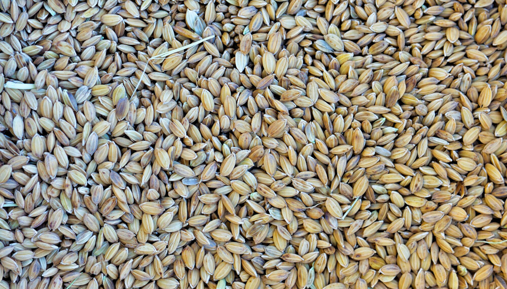 Ti piace il riso? Il migliore d’Italia è quello di Sibari