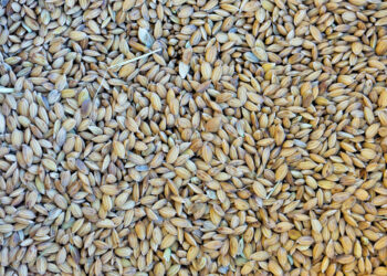 Ti piace il riso? Il migliore d’Italia è quello di Sibari