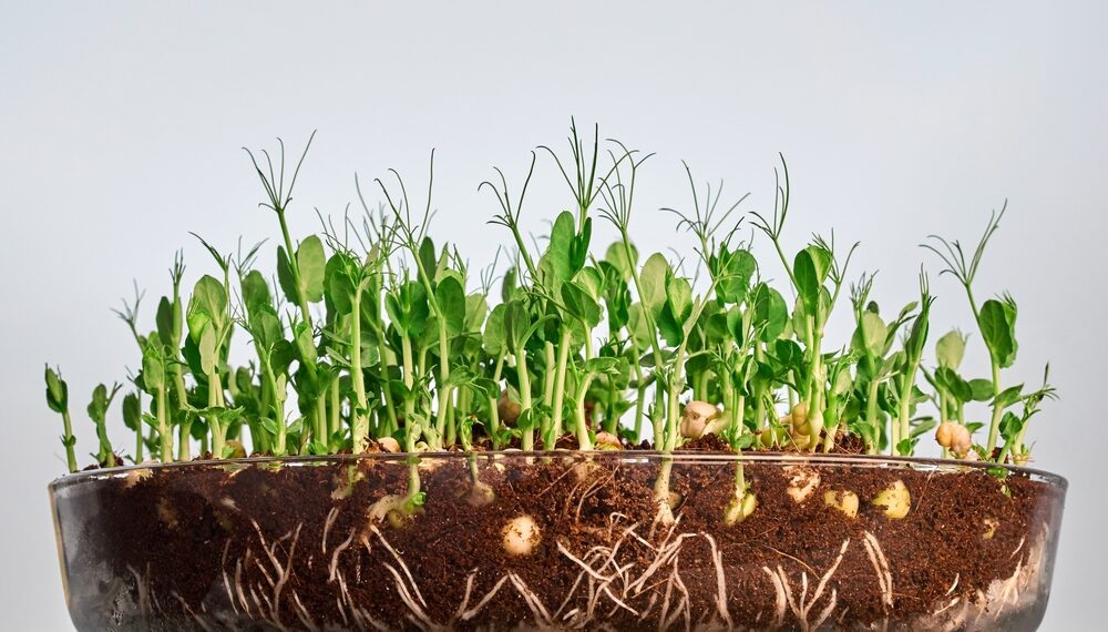 Micro ortaggi su misura pronti a rivoluzionare le diete