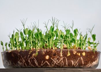 Micro ortaggi su misura pronti a rivoluzionare le diete