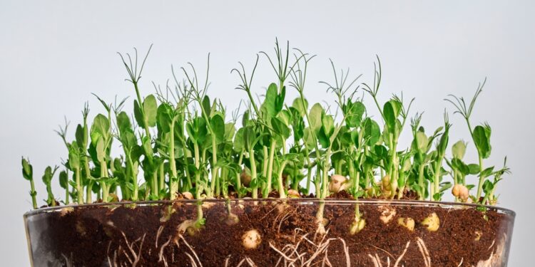 Micro ortaggi su misura pronti a rivoluzionare le diete