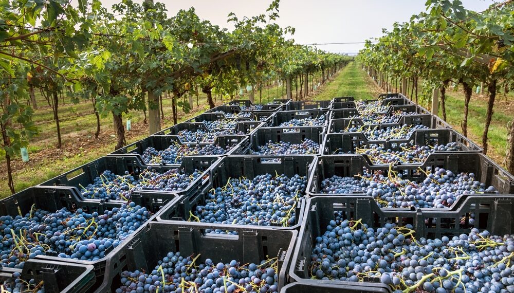 Vini rossi, la riscossa dell’Amarone