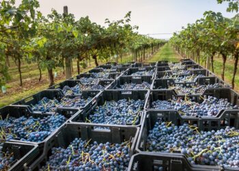 Vini rossi, la riscossa dell’Amarone