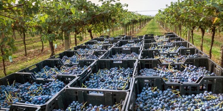 Vini rossi, la riscossa dell’Amarone