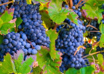 I vini del Sannio protagonisti di Only Wine