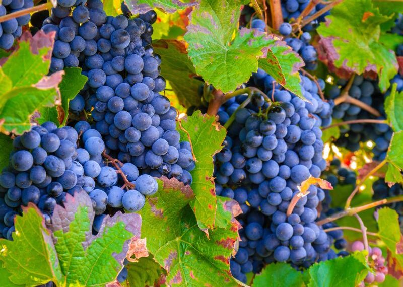 I vini del Sannio protagonisti di Only Wine