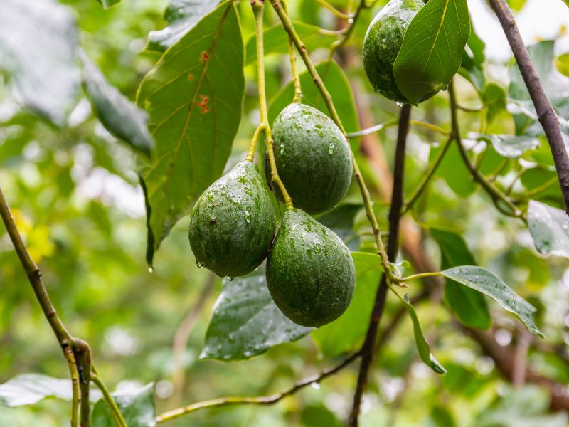 Piante di avocado in Italia: è realtà in Salento