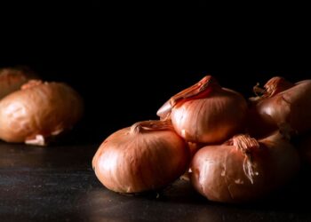 La cipolla dell’acqua diventa Presidio Slow Food