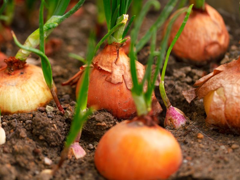 La cipolla dell’acqua diventa Presidio Slow Food