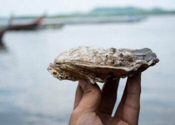 Clima e inquinamento danneggiano le ostriche italiane
