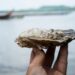Clima e inquinamento danneggiano le ostriche italiane
