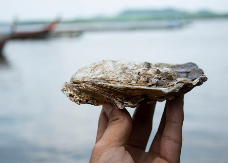 Clima e inquinamento danneggiano le ostriche italiane