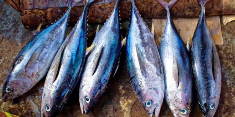 Pesca artigianale, ecco il nuovo presidio Slow Food