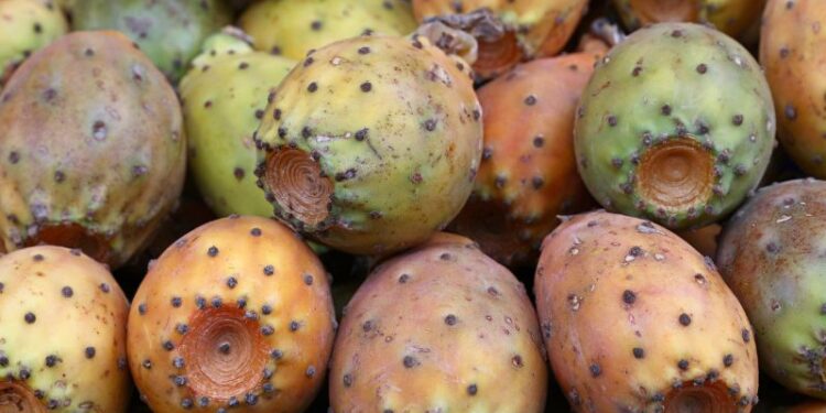 Fichi d'India, bontà tutta da gustare in estate