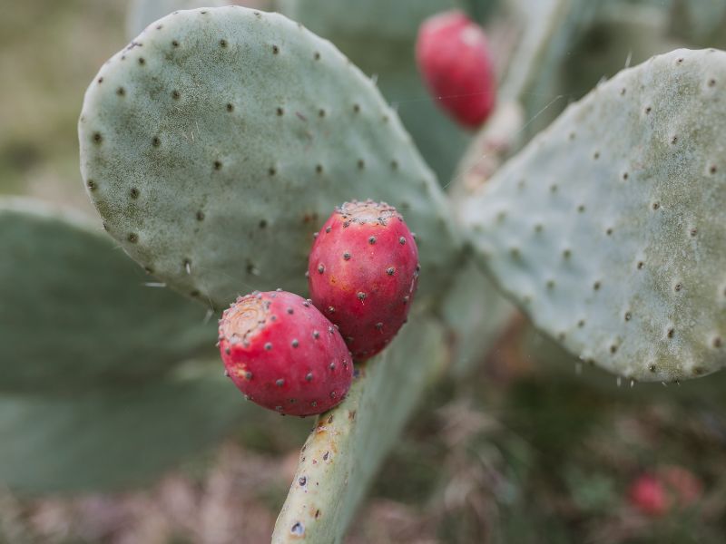 Fichi d'India, bontà tutta da gustare in estate