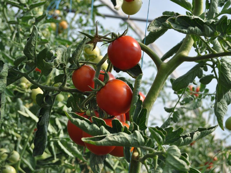 Il pomodoro, oro rosso della cucina italiana