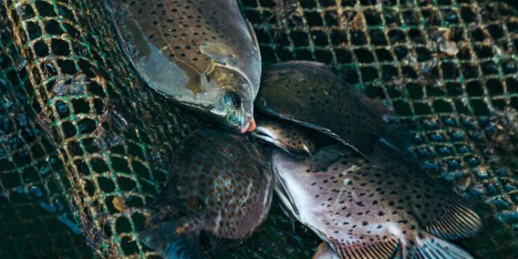 A Fiumicino al via la 52/ma sagra del pesce